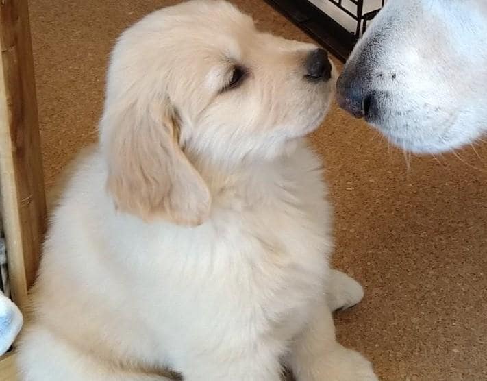 出所：@pu_channeldesu