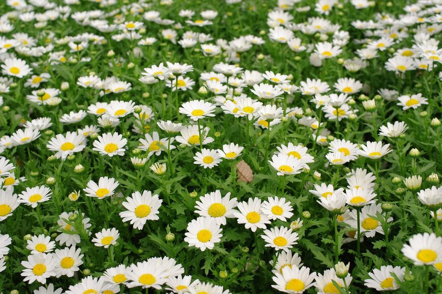 Mitsumame/Shutterstock.com