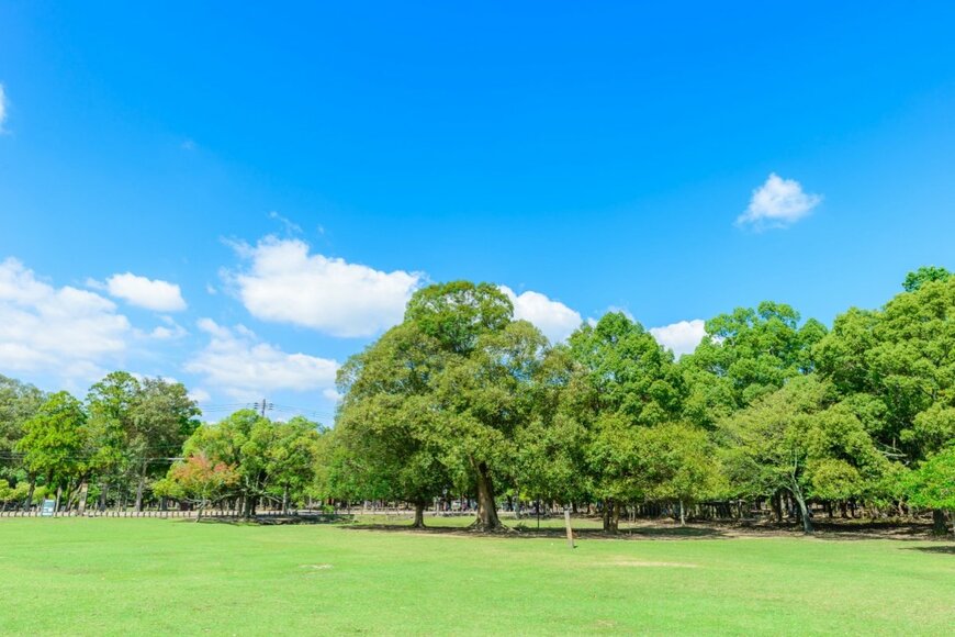 母親と一緒に大きな木を見ていた6歳の子ども　「大人では浮かばない素敵な発想」に思わずほっこり