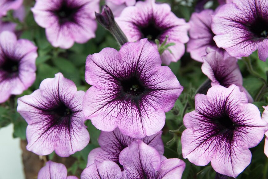 aniana/Shutterstock.com