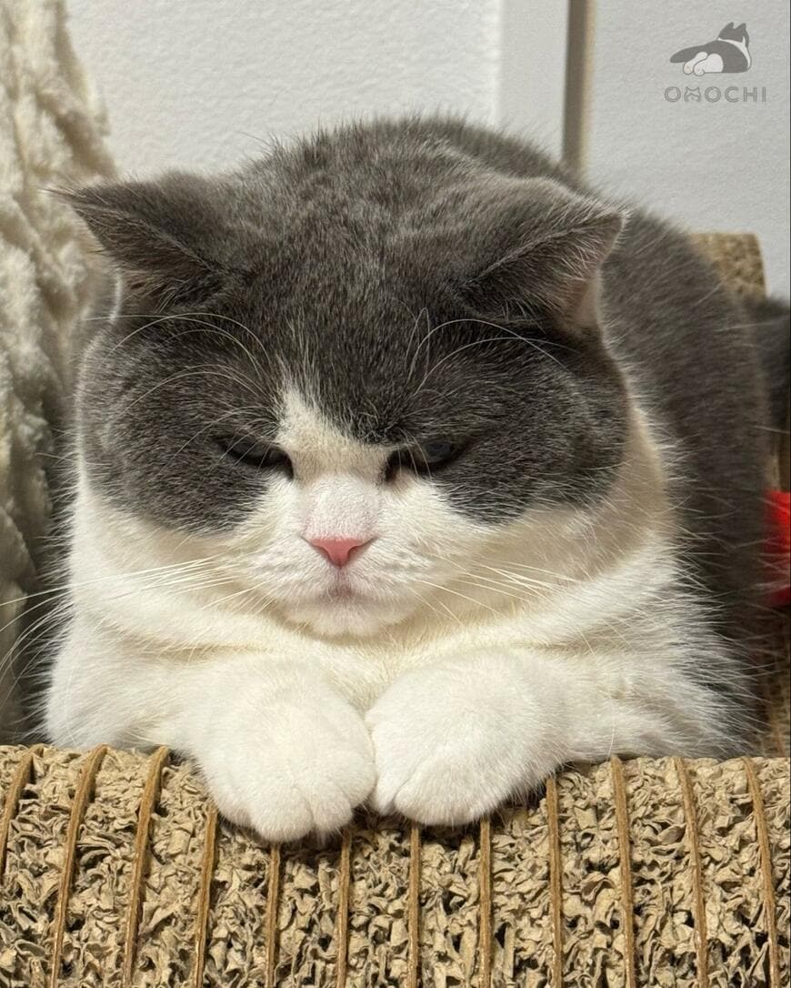 出所：@omochiomoching