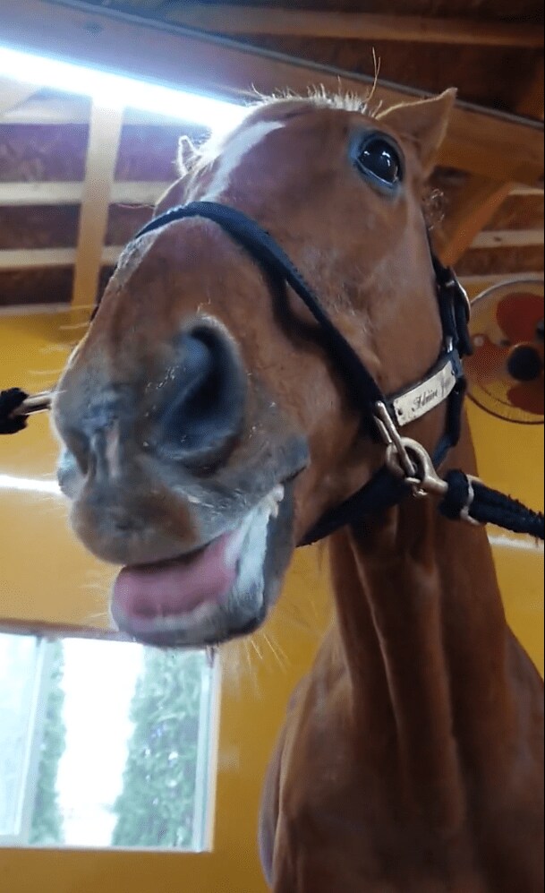 出所：Yogiboヴェルサイユリゾートファーム