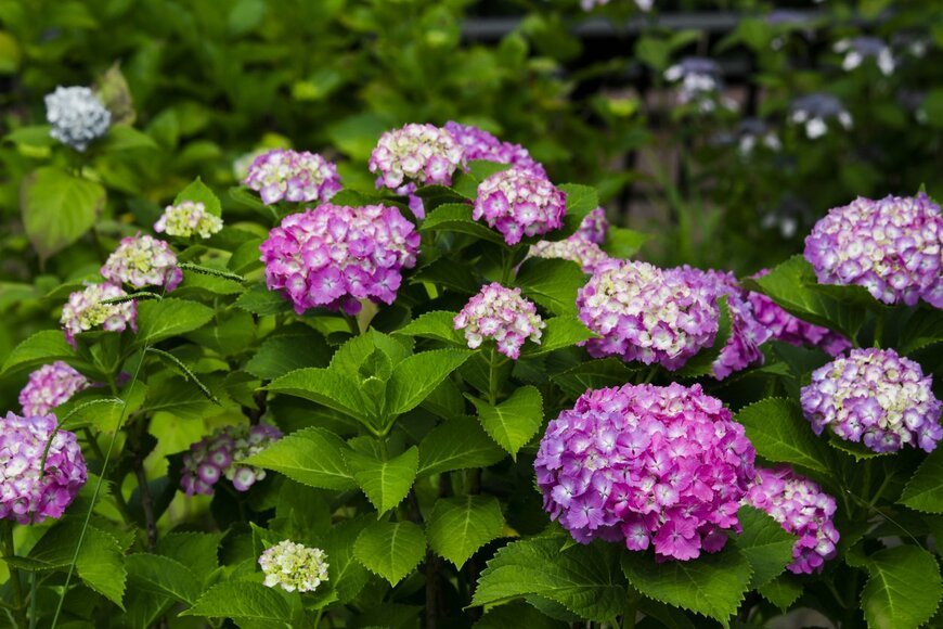 Free art director/istockphoto.com