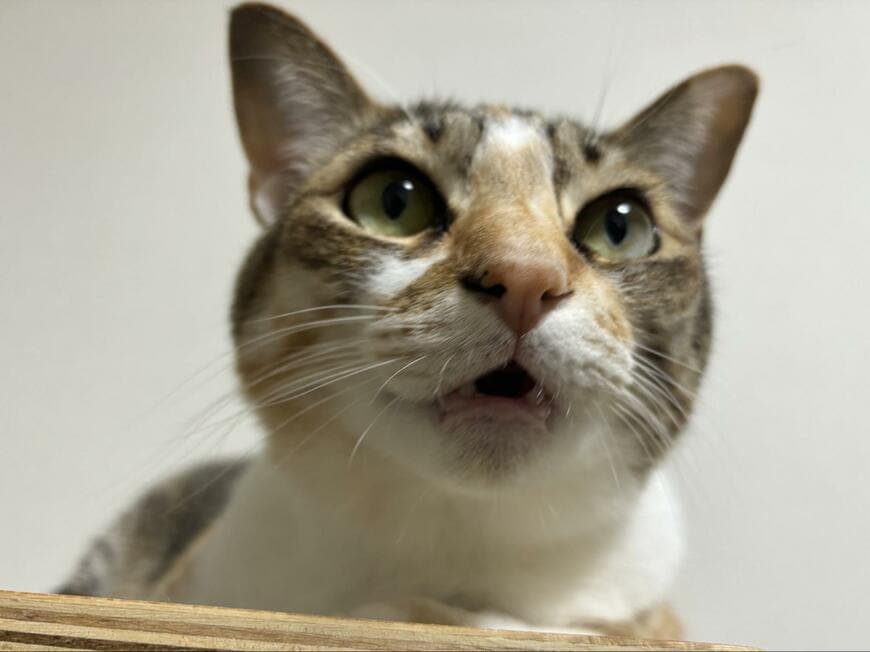 出所：@totomaru_hanmi