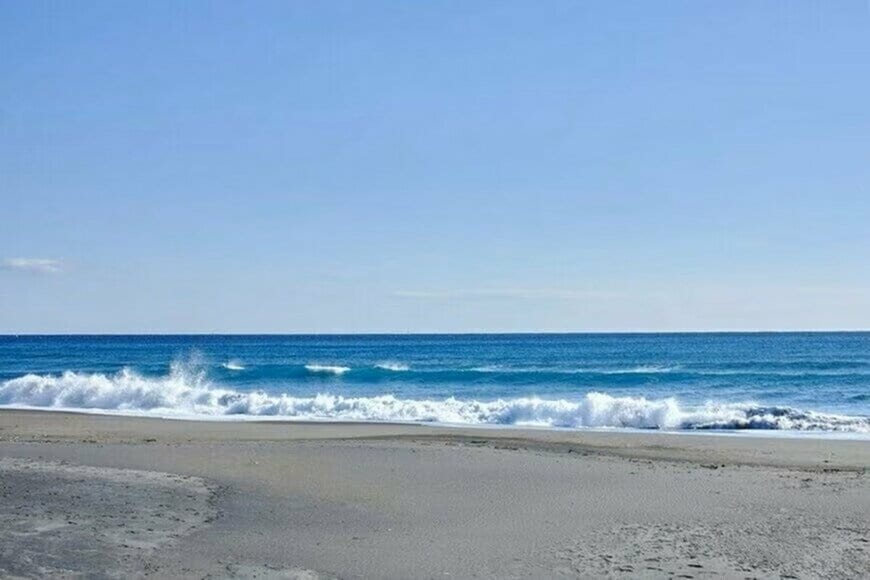 浜辺で発見した「ガラス細工のような生物」に思わず目を疑う　その正体に「大きくてびっくり」