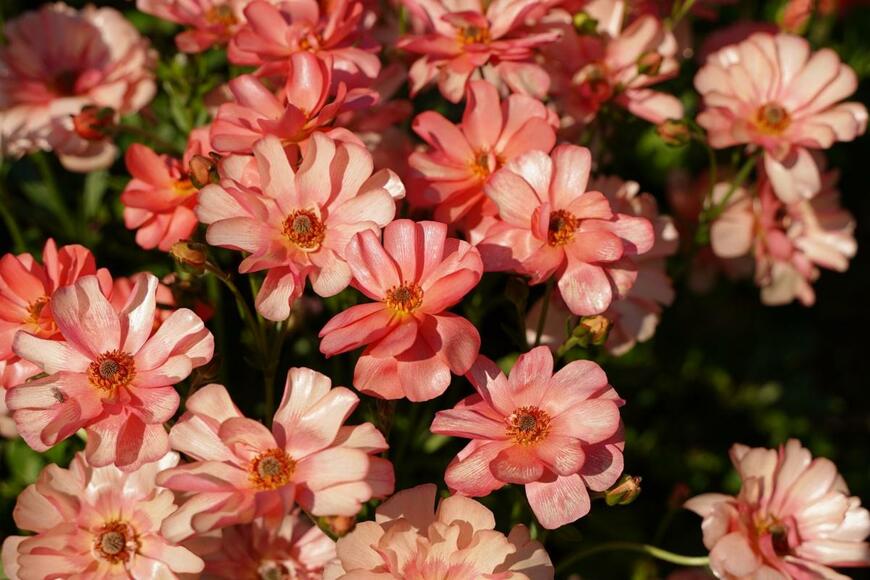 ラナンキュラス・ラックスの花が咲いている。色はアプリコットオレンジ。