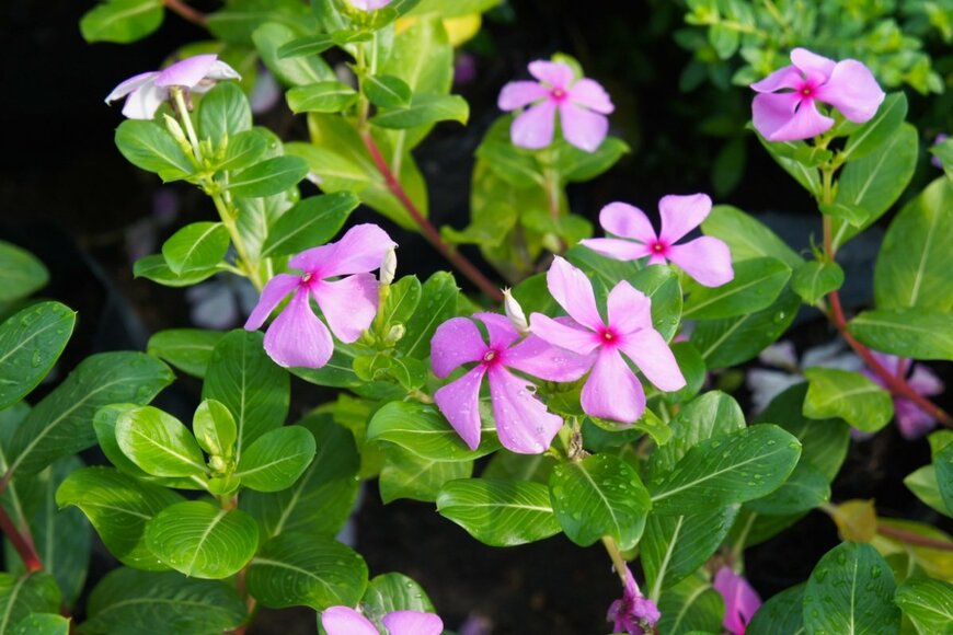 インパチェンスのピンクの花