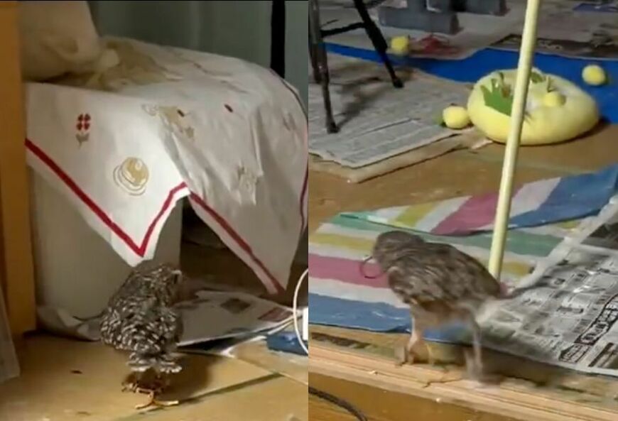 投稿動画のワンシーン