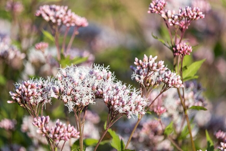 淡いピンク色の花を咲かせている、フジバカマ