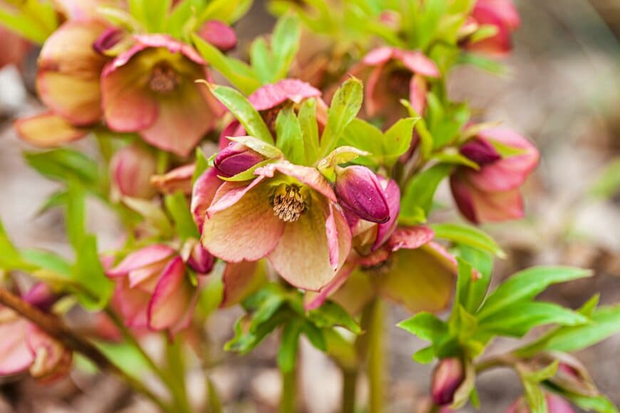 クリーム色とワインレッドが混ざったシックな色のクリスマスローズの花