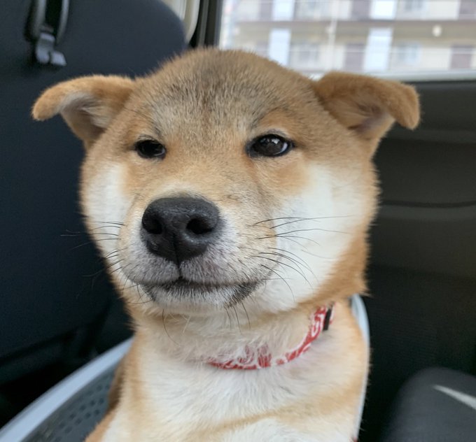 チベットスナギツネみたいな犬