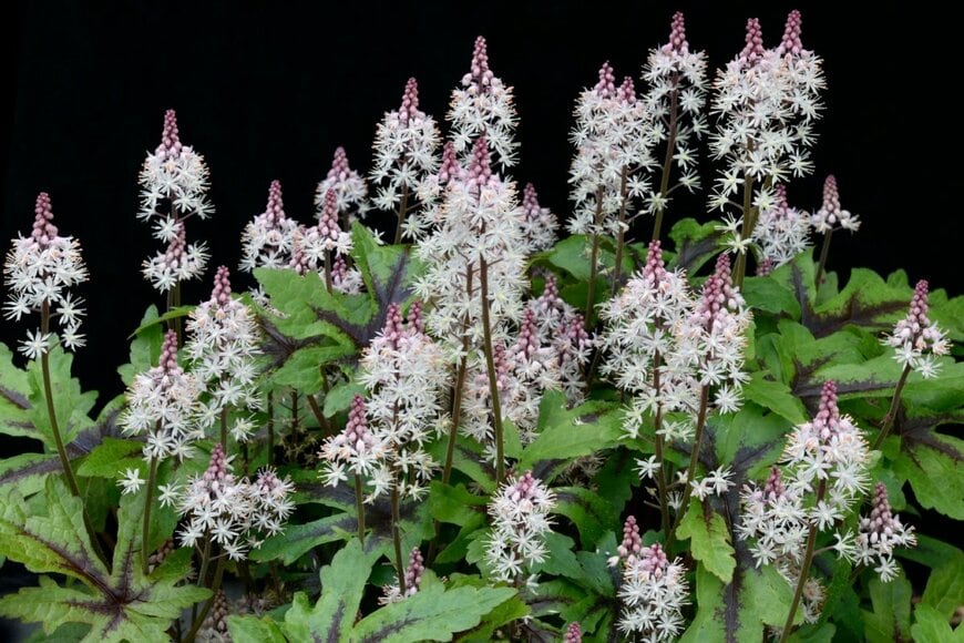 白い花を咲かせている、ティアレア