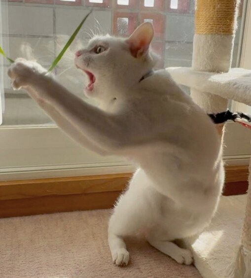 おもちゃで遊ぶ猫