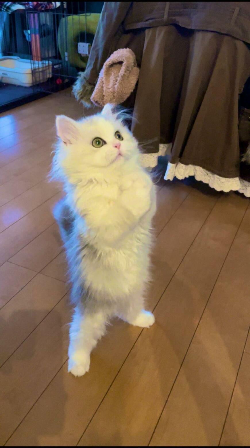 立ち上がっている猫