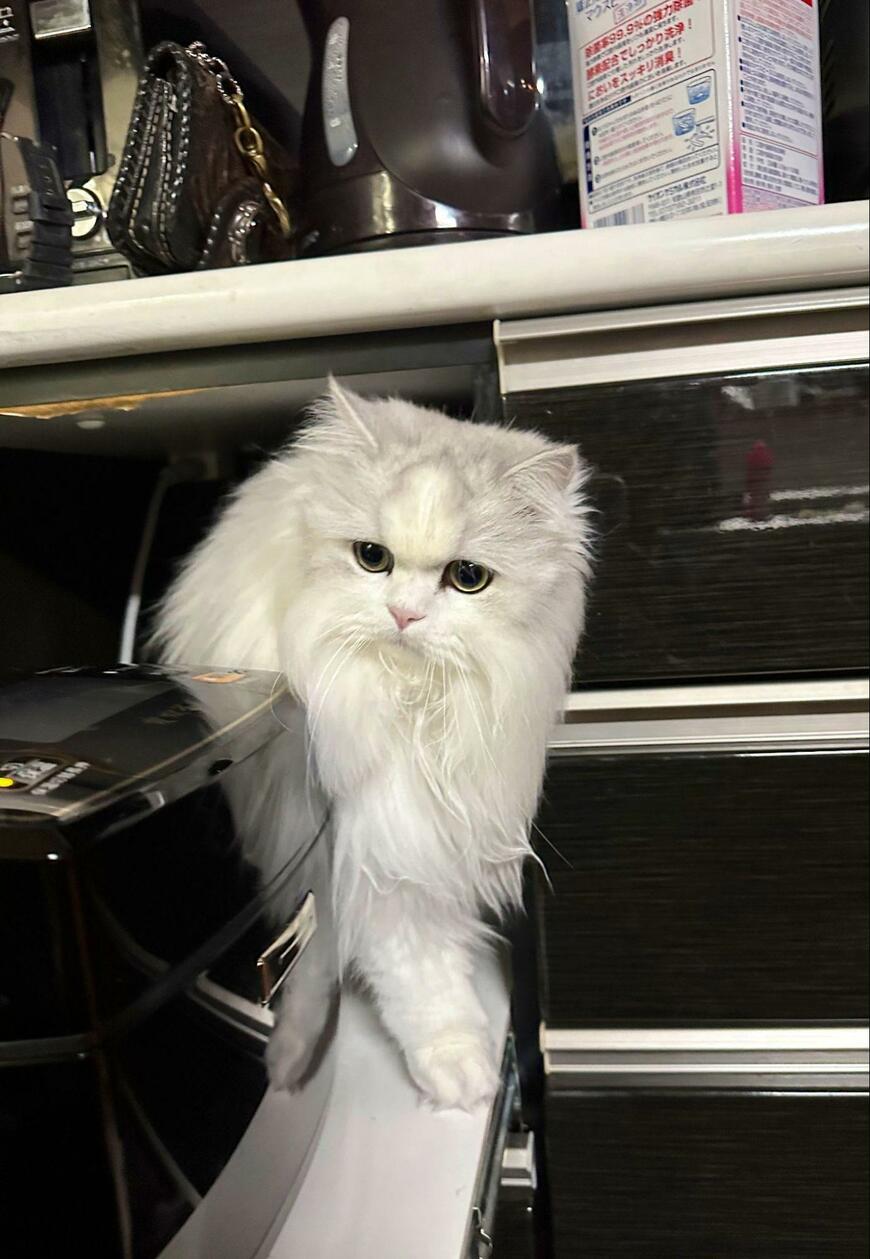 長毛の白猫