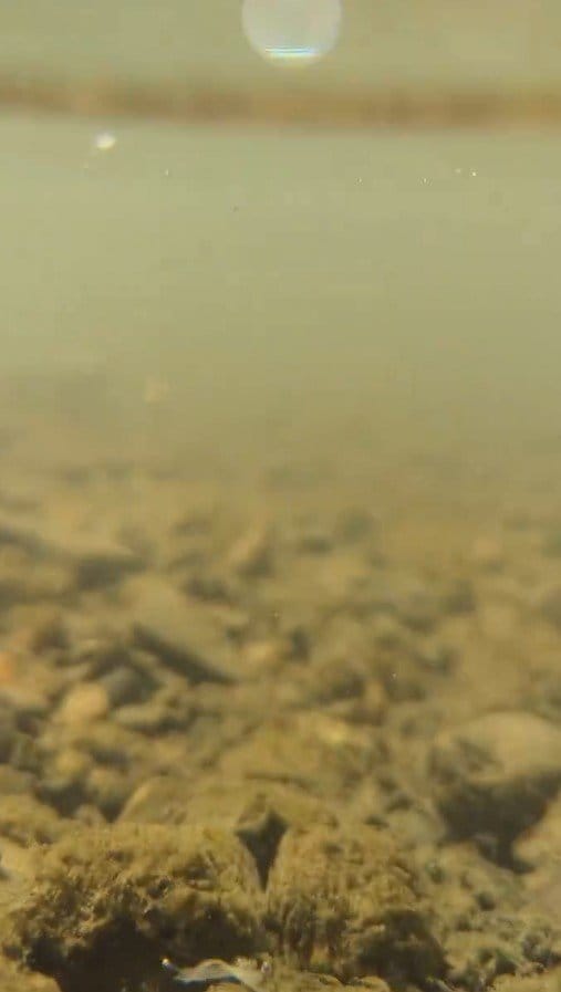 多摩市の川で撮影