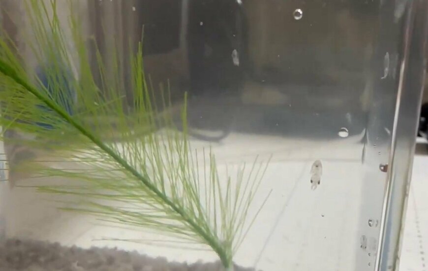 釣り針についてきた物体から誕生したイカ