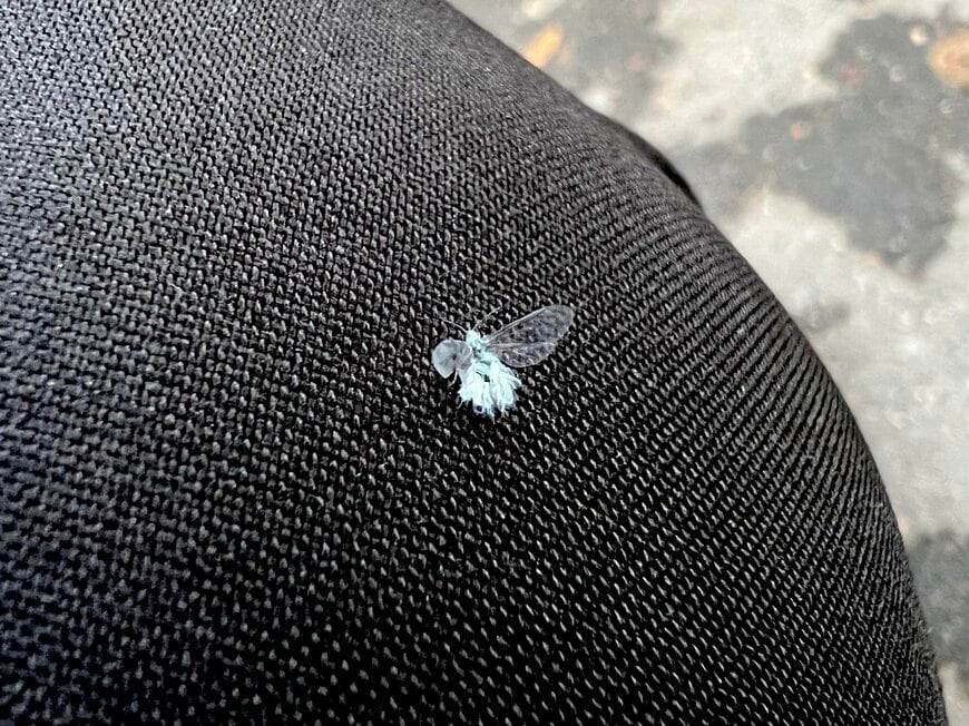 3年前に撮影した雪虫