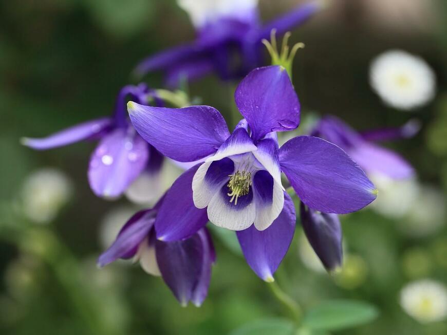 紫色の花を咲かせているオダマキ