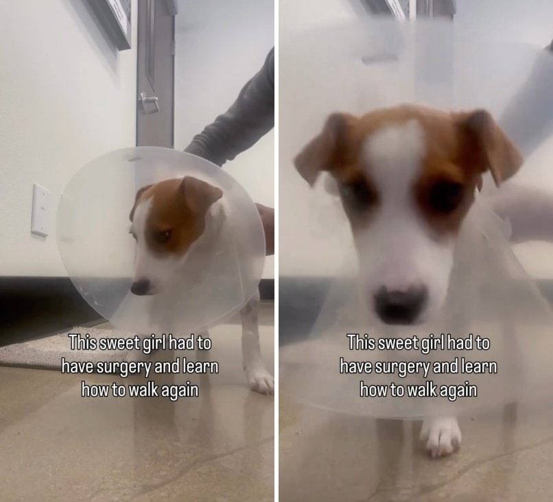 出所:<u><a href="https://www.instagram.com/p/DZ5eNynBOvr/" target="_blank">@lets.rescue.dogs</a></u>