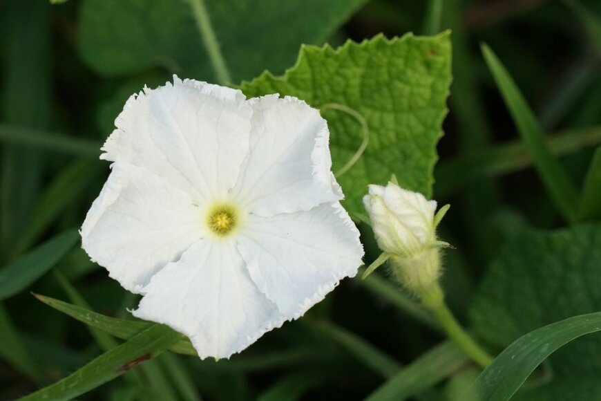 白い花を咲かせている、ユウガオ