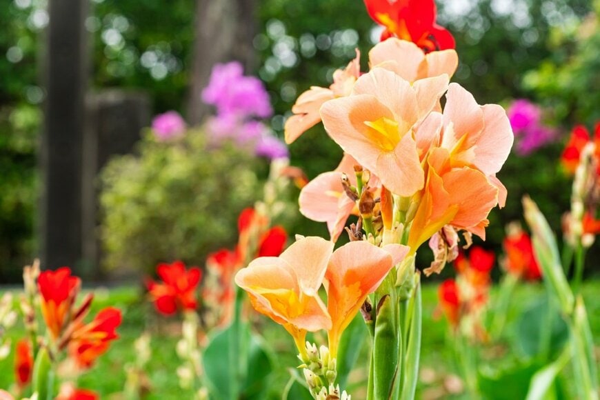 淡いオレンジや赤の花が咲いているカンナ