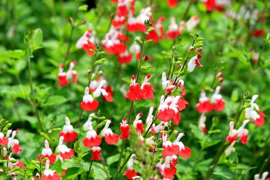 赤と白の複色の花を咲かせているチェリーセージ