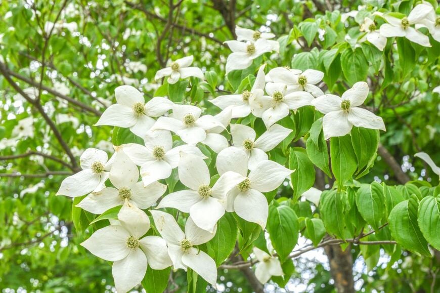 白い花を咲かせている、ヤマボウシ