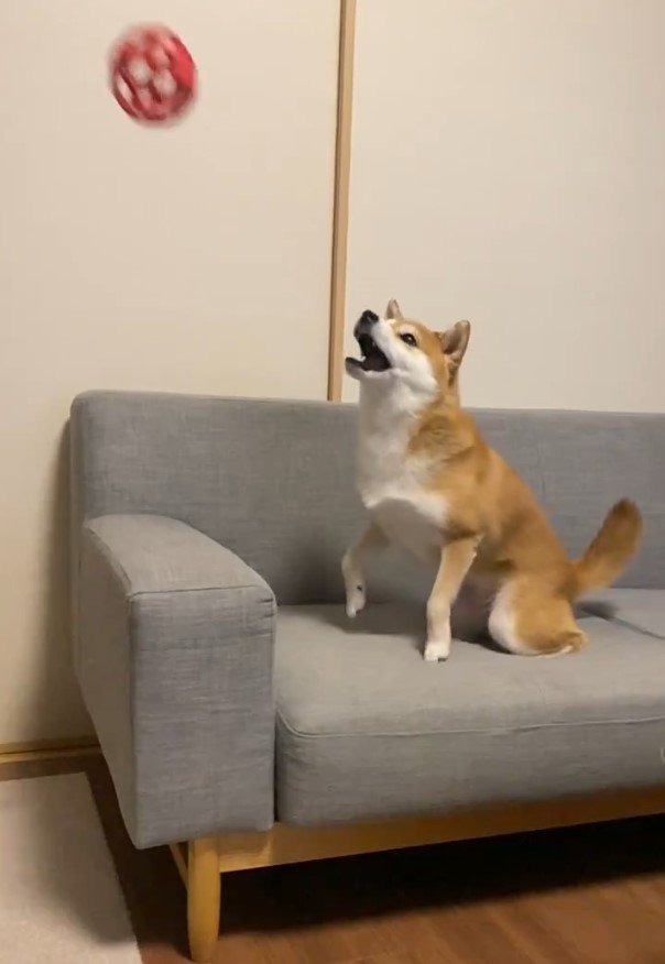 ボール遊びをする柴犬