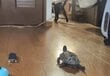 おもちゃで遊ぶ猫が突如移動→猫を見失った「同居する亀」が取ったまさかの行動に笑ってしまう