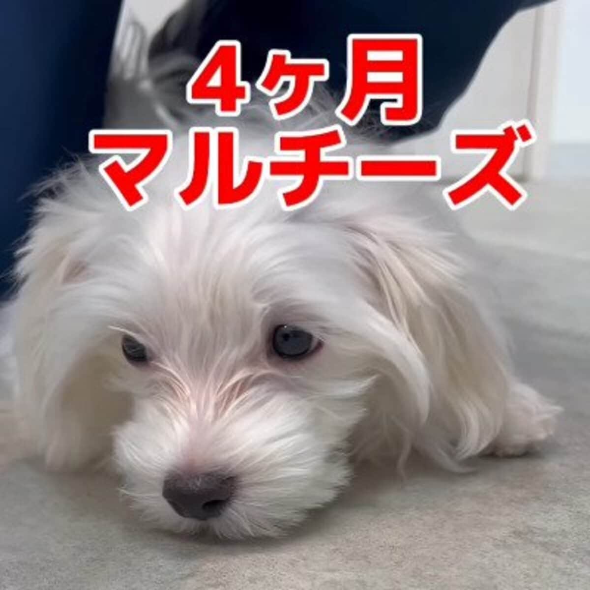 ビニールをかじってからご飯を食べないマルチーズが動物病院へ→吐かせて調べた結果…食べてなくてホッと一安心 ペットの年間にかかる医療費はいくら？犬と猫で大きな差。ペットのための貯蓄や保険で万が一への備えを | 概要 | LIMO | くらしとお金の経済メディア