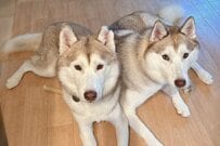 2匹のシベリアンハスキーが見せた「まさかの顔芸」に目を疑う　「面白すぎる」「犬ミーム誕生か」