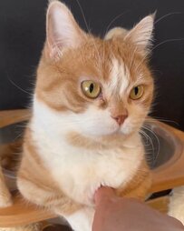 「何するんだニャ…」猫ちゃんのふわふわ胸毛に指を入れてみた飼い主さん　”怪訝な表情”に反響続々