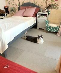 飼い主が後ろを振り返ると　猫のまさかの様子に2万いいね