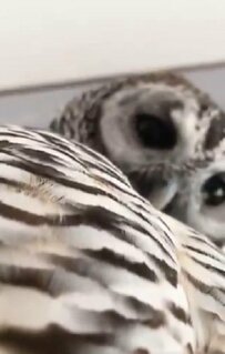【ふっくらボディなフクロウ】まんまるなお腹が可愛い！モフモフな姿に癒される