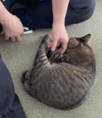 【愛らしさ満点】左手の爪切りだけはNG？キジトラ猫と飼い主さんの攻防が面白い