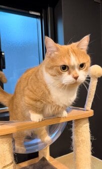 「イケメンですね！」普段は可愛い猫ちゃんが突然見せた強そうな姿にギャップ萌え 