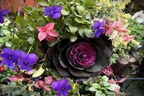 寄せ植えで「センスいいね」と褒められる玄関に！ハボタンと【3つの脇役】で作る《宝石箱のような寄せ植え》