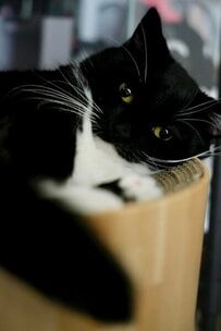 【猫のモヤイ像かも】きゅるんとした瞳がキュートな猫ちゃん→変化した姿に思わず二度見