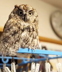 【おすまし顔のフクロウ】洗濯ハンガーの上に鎮座する姿が可愛い！きょとんとした表情に注目