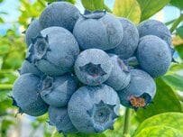 ブルーベリーはこう育つ！花から実をつけるまでの成長過程に「知らなかった」「めっちゃキレイ」の声