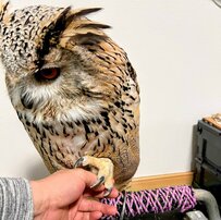 【握手を覚えたフクロウ】飼い主と楽しく握手するかと思いきや…『塩対応のアイドル』のような表情に思わず大爆笑！