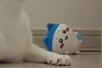 「ちいかわ」のスポワレに激似な元保護猫さん「こりゃ可愛い」