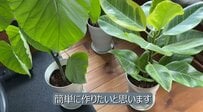 【家にあるもので簡単DIY】観葉植物をラクラク移動！使わなくなったキッチンアイテムがキャスター台に大変身