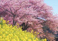 静岡県南伊豆町で撮影した「春の三原色」　バランス良く調和した絶景に「癒される」と2.1万いいね