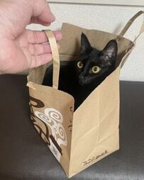 【紙袋にスッポリ収まる猫ちゃん】可愛すぎる姿に「かわいい！」「ほしい！」と癒される人続出