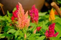 秋の庭がおしゃれに変身！晩秋まで楽しめるオータムカラーの植物《一年草・多年草・低木》7選
