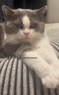  「運動2分！！！！w」飼い主さんの愛情をたっぷり注がれる姿にSNSユーザーが癒された