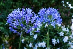 【ガーデニング】初夏の庭に迎えたい「涼やかブルー系の花」厳選7種＜多年草・一年草・低木＞