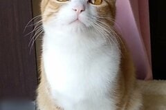 何人の王子をイチコロに？保護猫さんの美しすぎる上目遣いに反響